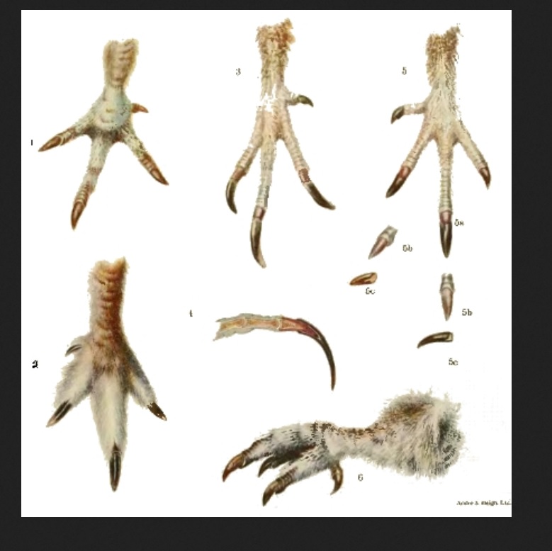 A diagram showing grouse feet at different stages of the year, from scaly to fluffy